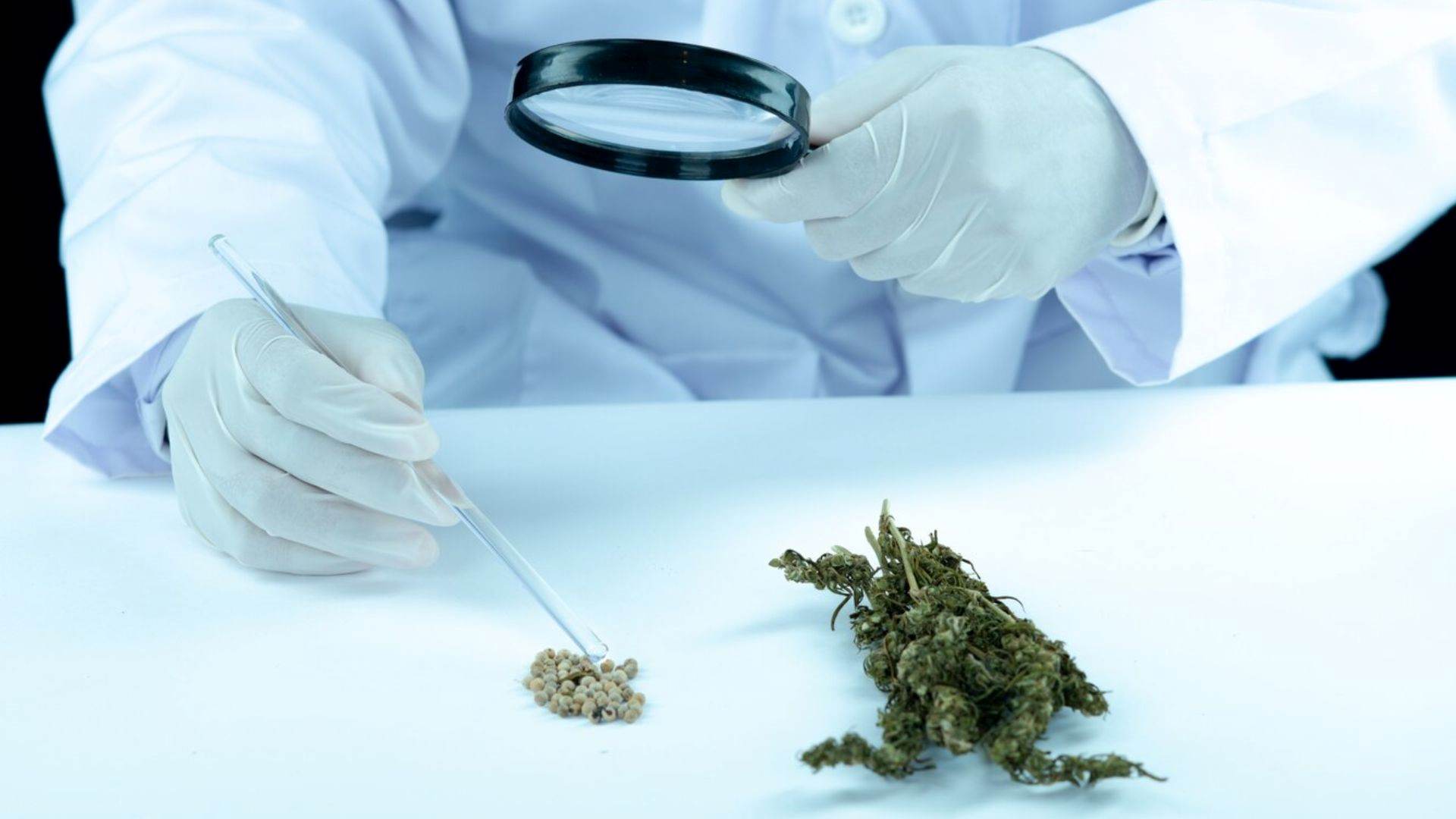 Australian Study Warns of Cannabis Risks Across Generations