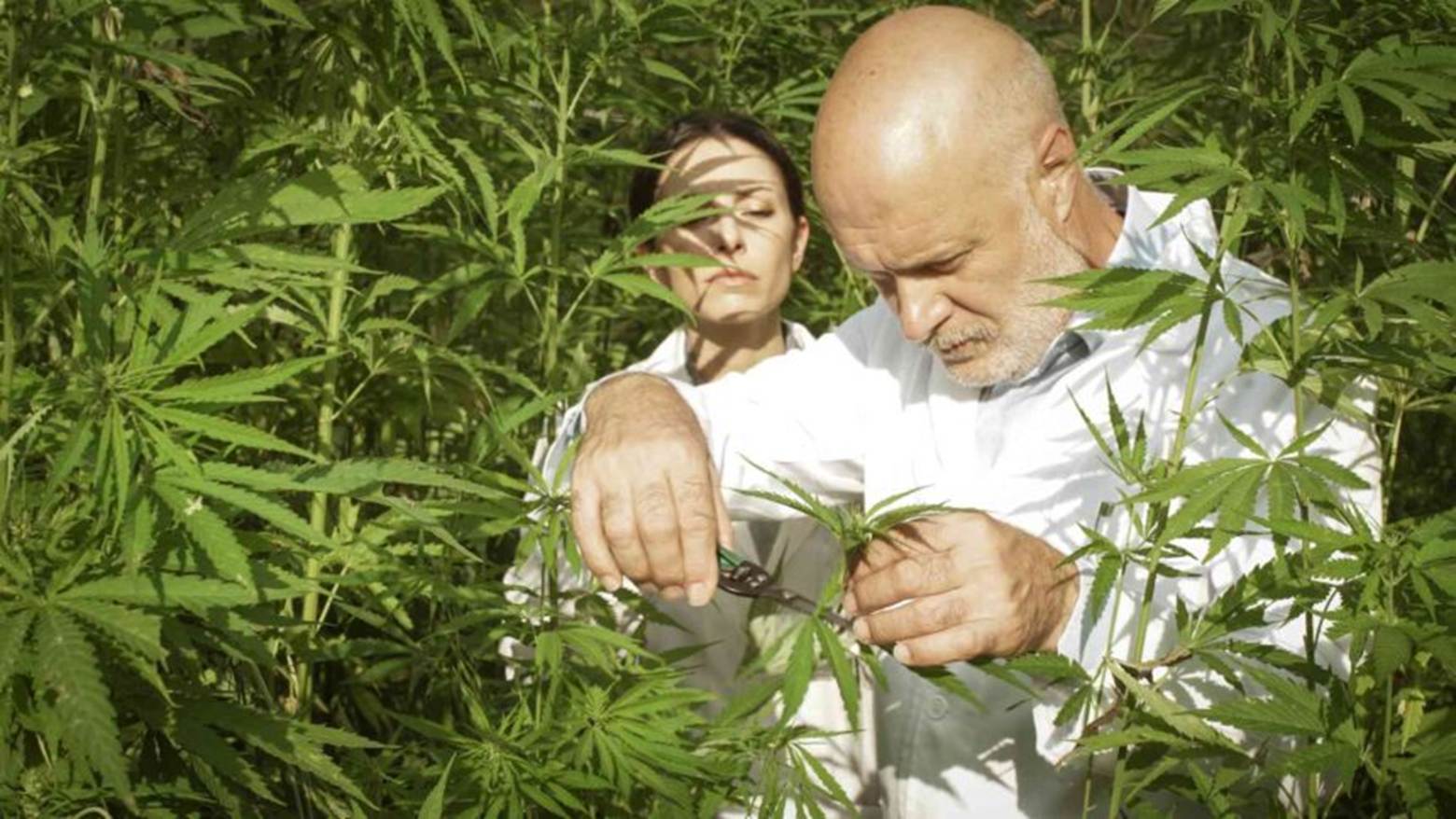 pot plantation26
